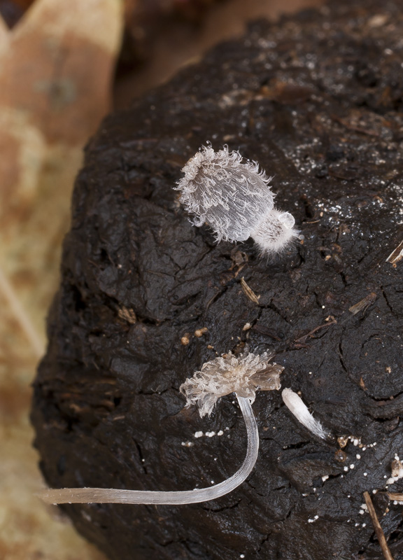 Coprinopsis radiata